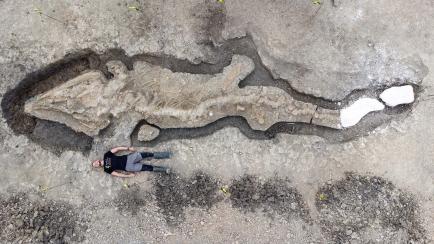 Hallan los restos fósiles de un ictiosaurio en Inglaterra