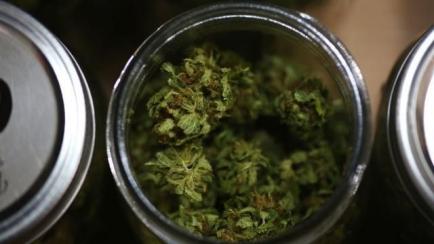 Cannabis.