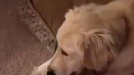 perro