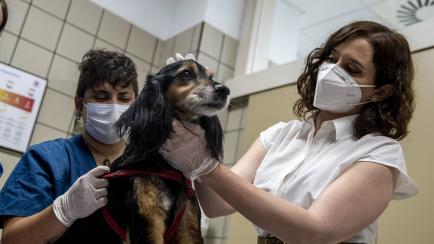 Isabel Díaz Ayuso junto a un perro