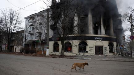 A dog walks past a building burned from a strike, as Russia's attack on Ukraine continues, during intense shelling in Bakhmut, Ukraine, December 26, 2022. REUTERS/Clodagh Kilcoyne