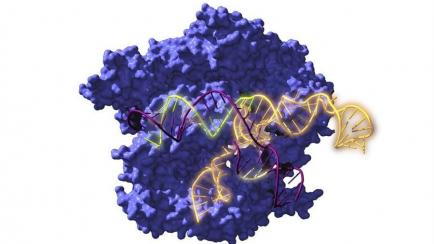 Vista de la Cas9, una enzima endonucleasa asociada con el sistema CRISPR, actuando sobre el ADN objetivo