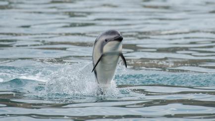 Un delfín en Nueva Zelanda.  