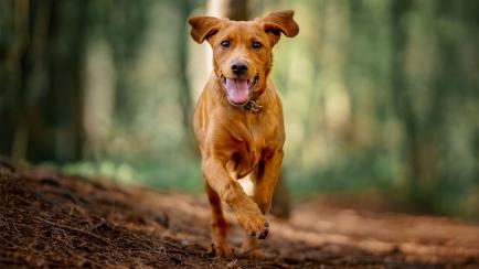 Un perro.