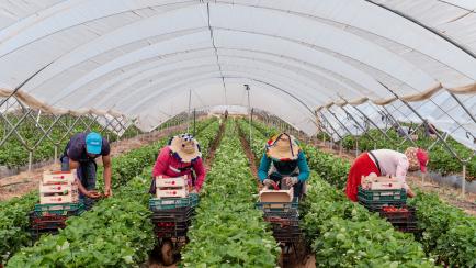 LEPE, SPAIN - MAY 07: A group of Moroccan laborers pick strawberries in a greenhouse during the harvest on May 07, 2020 in Lepe, Spain. According to Covid-19 safety measures laborers must wear protective masks and gloves to work properly. The ow...