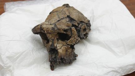 Cráneo del homínido, conocido como Toumai, y datado hace alrededor de 7 millones de años 