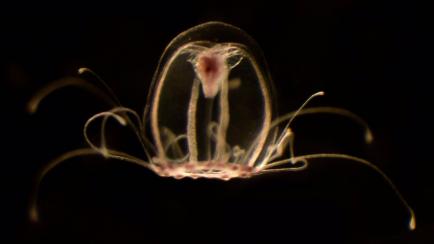 Medusa inmortal "Turritopsis dohrnii".
