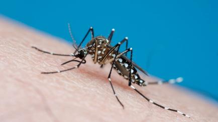 Tropical disease vector mosquito biting human skin and sucking blood, known carrier of chikungunya, dengue and yellow fever, in Brazil it's commonly known as mosquito da dengue