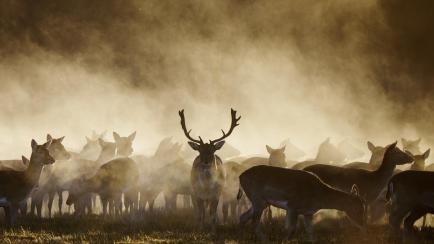 Un grupo de ciervos al amanecer en el bosque de Fladbro cerca de Randers, en Dinamarca.