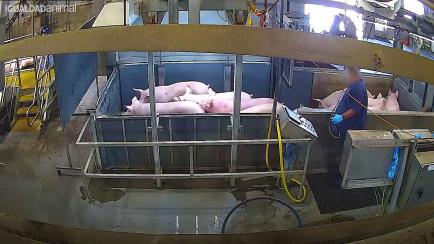 Interior de una cámara de aturdimiento de cerdos con CO2