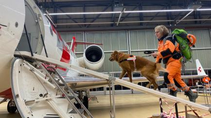 Un perro rescatista del equipo de ayuda enviado desde Suiza a Turquía para ayudar tras el terromoto.