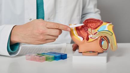 Un médico señala la próstata en una maqueta que reproduce una sección del interior del cuerpo humano.