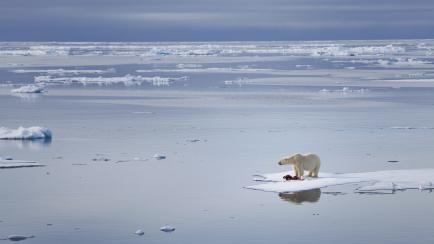Los osos polares dependen del hielo del Ártico para cazar sus presas favoritas.