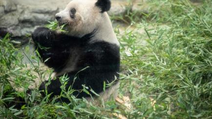 Osa panda Xiang Xiang