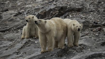 Osos polares en busca de alimento