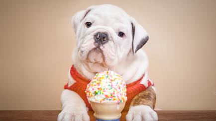 Un perro con un helado