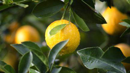 Un limón
