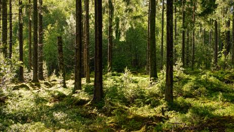 El precioso bosque de Galicia plagado de castaños y robles que acaba en una majestuosa cascada digna de admirar