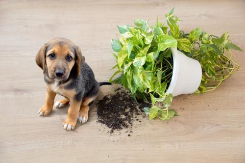 son las agujas de pino venenosas para los perros