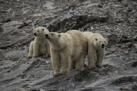 Oso polar (animal) - Información, hábitat y características