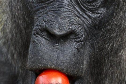 Un gorila comiendo un tomate en el Zoologischer Garten zoo de Berlin.  | J. Macdougall (AFP)