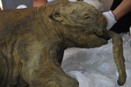 Son los restos mejor preservados de un bebé mamut llamado Lyuba. Fotografiado en Hong Kong. | A. Tamuen (Afp)