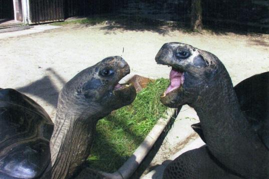 Estas dos tortugas del zoo de Klagenfurt (Austria) tiene más de cien años cada una y llevan juntas 36. Pero su unión ha terminado. Los responsables del zoo han decidido separarlas porque, al parecer, ya no se soportan, según dijo una de las ...