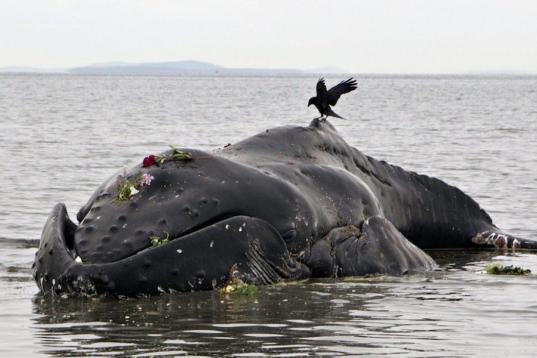 Esta ballena murió varada en White Rock (Canadá). Tenía heridas por todo su cuerpo. Aún estaba viva cuando fue localizada, pero murió pocó después. | Andy Clark (Reuters)