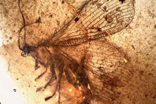 Neuróptero conservado en ámbar de 110 millones de años. Yacimiento Paleontológico de Rábago/El Soplao.