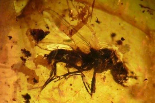Díptero ("mosca") conservado en ámbar de 110 millones de años. Yacimiento Paleontológico de Rábago/El Soplao
