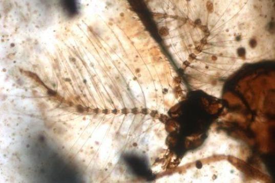 Díptero ("mosquito") conservado en ámbar de 110 millones de años. Yacimiento Paleontológico de Rábago/El Soplao.
