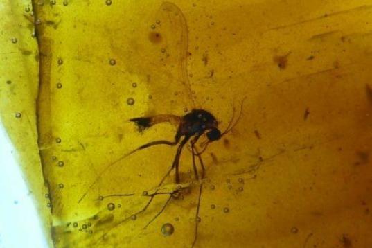 Mosquito nematócero incluido en ámbar de Rábago - El Soplao.