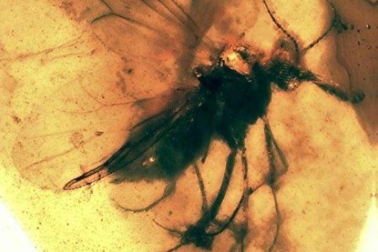 Protoculicoides: díptero, insecto del grupo de las moscas y mosquitos con el aparato bucal adaptado para alimentarse de sangre.