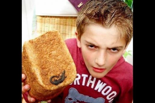 En julio, William Evans, un joven inglés de diez años, puso a misma cara de la foto al ver una lagartija cocinada sobre un trozo de pan. 