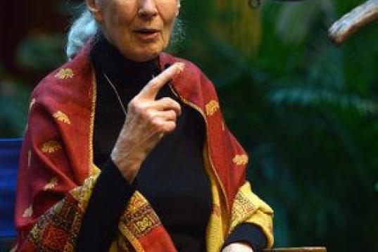 Primatóloga, etóloga, antropóloga y mensajera de la paz de la ONU. Es la mayor experta en chimpacés del mundo y conocida por su estudio sobre las interacciones de los chimpancés. 


