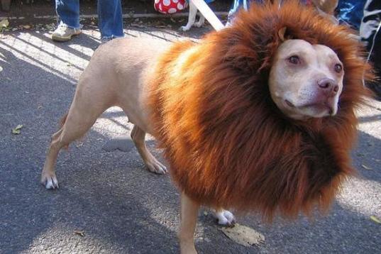preferir Anotar Reductor Disfraces de perros, gatos y otras mascotas para un Halloween con  'bichinos' (FOTOS)