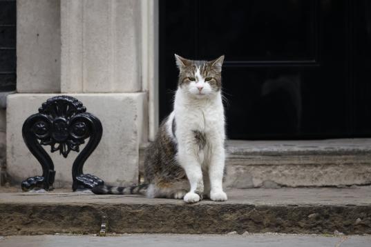 Vale, en esta no sale Johnson, pero esta es la cara del gato Larry (la mascota de Downing Street) el mismo día en que Boris dimitió