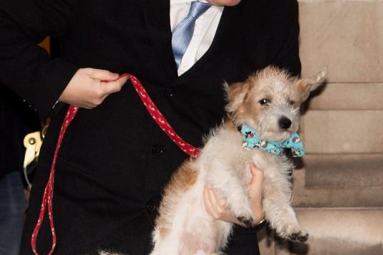 Boris Johnson y su (pobre) perro