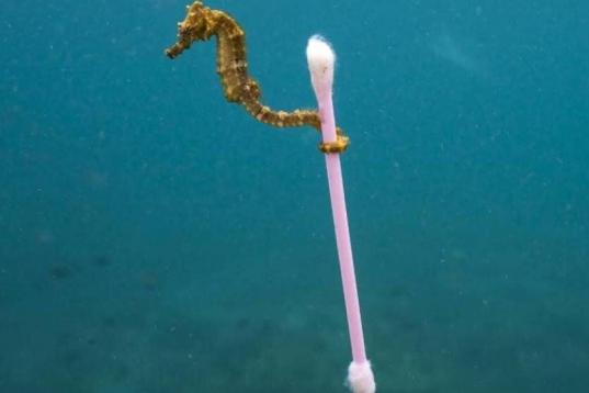 Fotografía de Justin Hofman que denuncia la suciedad de los océanos con un caballito de mar aferrado a un bastoncillo.