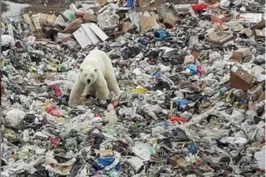 Oso Polar rebuscando comida en la basura vertida.