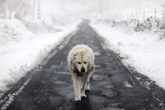 Un perro deambula por una carretera secundaria cercana a la localidad de Casardonsola (Montederramo).