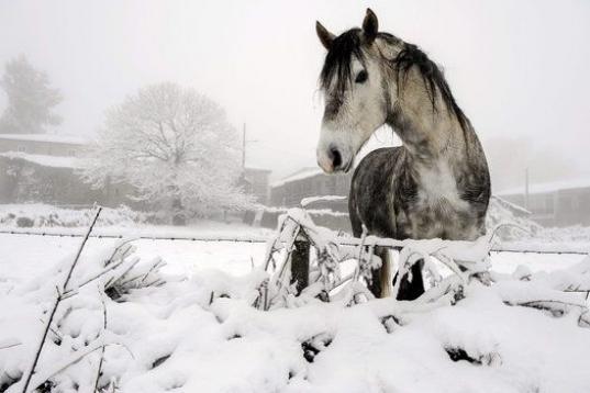 Un caballo en una parcela de la localidad ourensana de Casardansola, que ha amanecido de blanco.