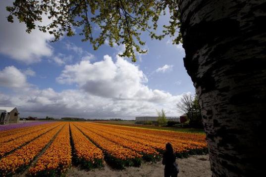 Tulipanes cerca de Lisse, al oeste de los Países Bajos. El turismo repunta en el país durante la Semana Santa, con miles de personas visitando los campos.
(AP Photo/Peter Dejong)