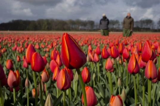 Granjas de tulipanes cerca de Noordwijkerhout, al oeste de Holanda
 (AP Photo/Peter Dejong)