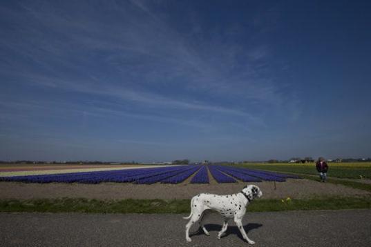 Un dálmata por los campos de Voorhout, cerca de La Haya, en los Países Bajos
(AP Photo/Peter Dejong)