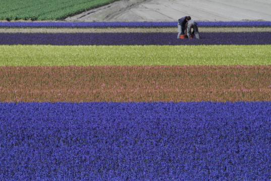 Granjeros trabajando cerca de Noordwijkerhout, Países Bajos. Priman los tulipanes, pero también los jacintos y los narcisos
(AP Photo/Peter Dejong)