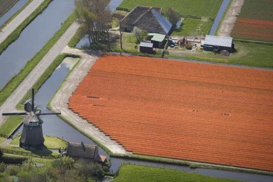 Un molino junto a un campo de tulipanes en el norte de Holanda, en una vista aérea de 2008
(AP Photo/Peter Dejong)