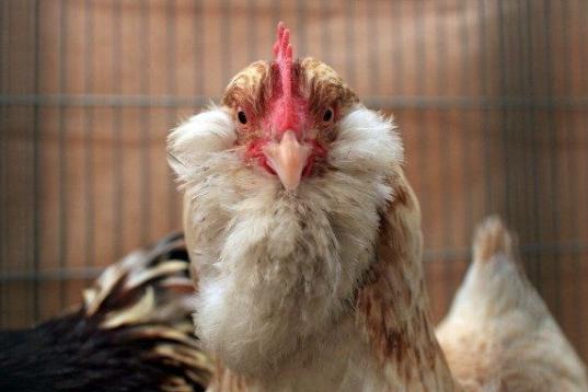 En España se consume de media 12,7 kilos de pollo al año por persona