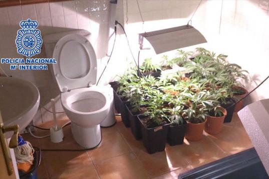 En enero de 2013, la policía desmanteló un invernadero con 1.000 plantas de marihuana en un piso en Madrid.