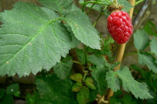 "Morambuesa" no es su nombre, pero le va que ni pintado. La baya tayberry es fruto del cruce entre la zarzamora y la frambuesa. La hibridación se realizó por primera vez en 1881. Con alto contenido de pectina, se utiliza principalmente para la...